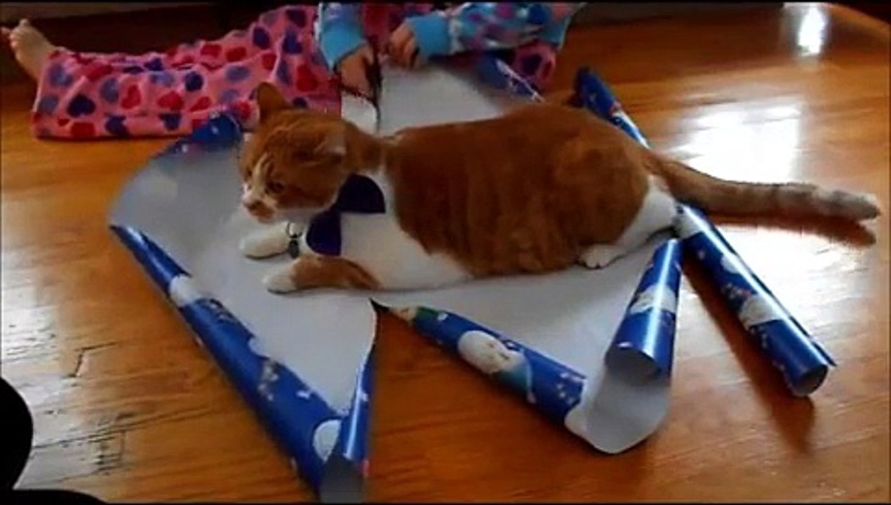 How to wrap your cat in paper gift for Christmas - Comedy & Entertainment