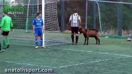 قناة الخط الأخضر | ماعز تصر على حراسة المرمى خلال مبارة لكرة القدم!