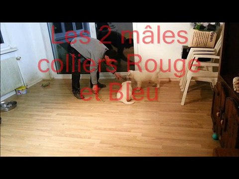 Chiot berger blanc Suisse