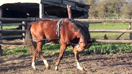 DOMAINE DE LA COUR AUX LONGUES RENES