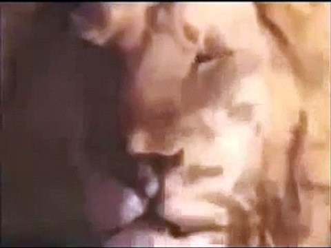 Attack of the Leopard - Fighting Hunting Mating [Full Length Nature Wildlife Documentary]
