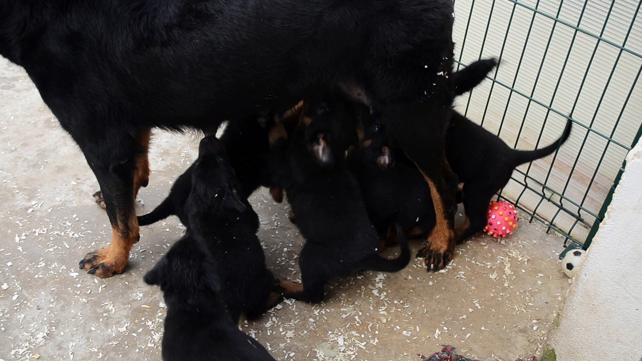 Chiots Beauceron à réserver de Dor-Ryane Leen de la Plaine d'Astrée x Eminem de la Noé d'Orient à l'âge de 5 semaines et demi.