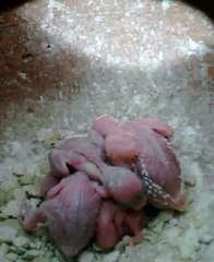 budgies chicks