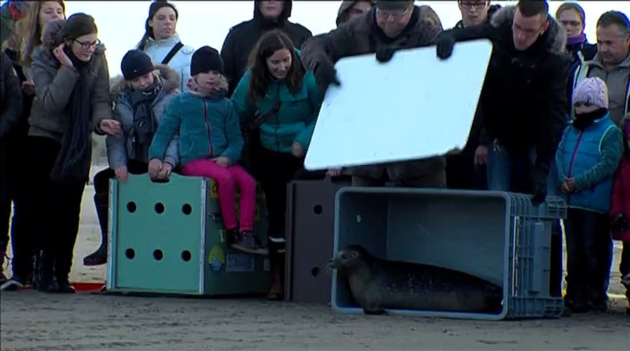 Calais : lâcher de phoques