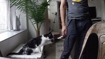 Viral Video Recap: Needy Cats and Crazy Ski Lines