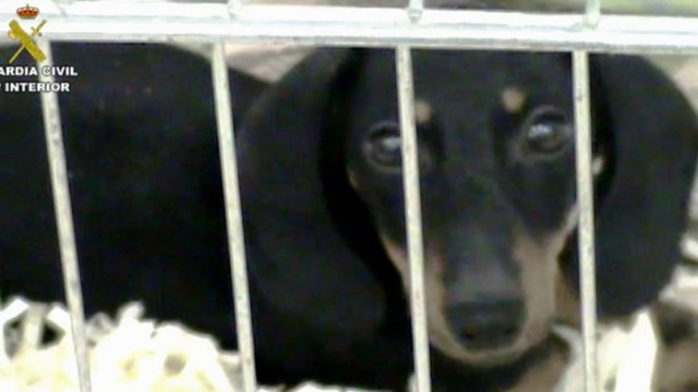 SEPRONA incauta 73 cachorros de perro en Aeropuerto Madrid - Barajas