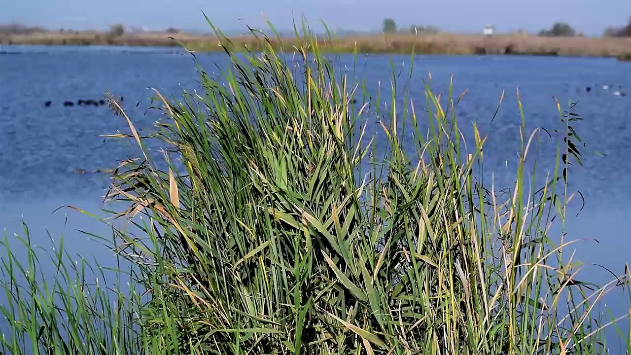 AHULA