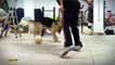 nutmeg/tunnel to dog | learn soccer | soccer moves | football tutorials | football skill | futsal