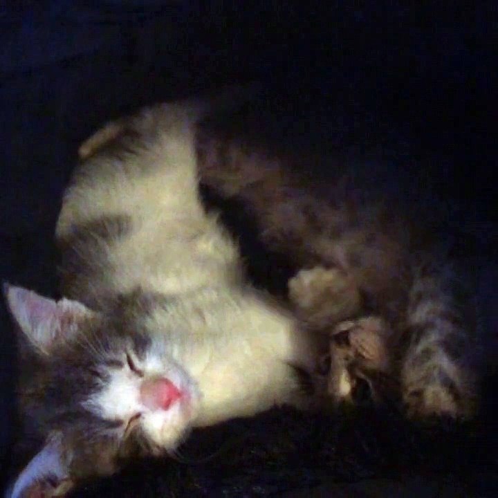 The new kittens