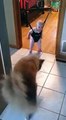 Bebeğe Nasıl Zıplayacağını Öğreten Akıllı Köpek