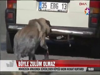Böyle zulüm olmaz Minibüs arkasında sürüklenen köpeği kadın avukat kurtardı