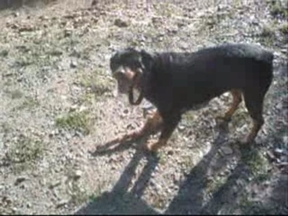 Promenade avec les enfants et le rott