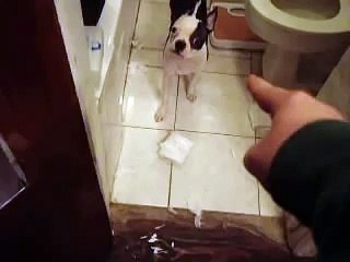 Guilty Mr Vernon Has No Answers on the Toilet Roll Situation