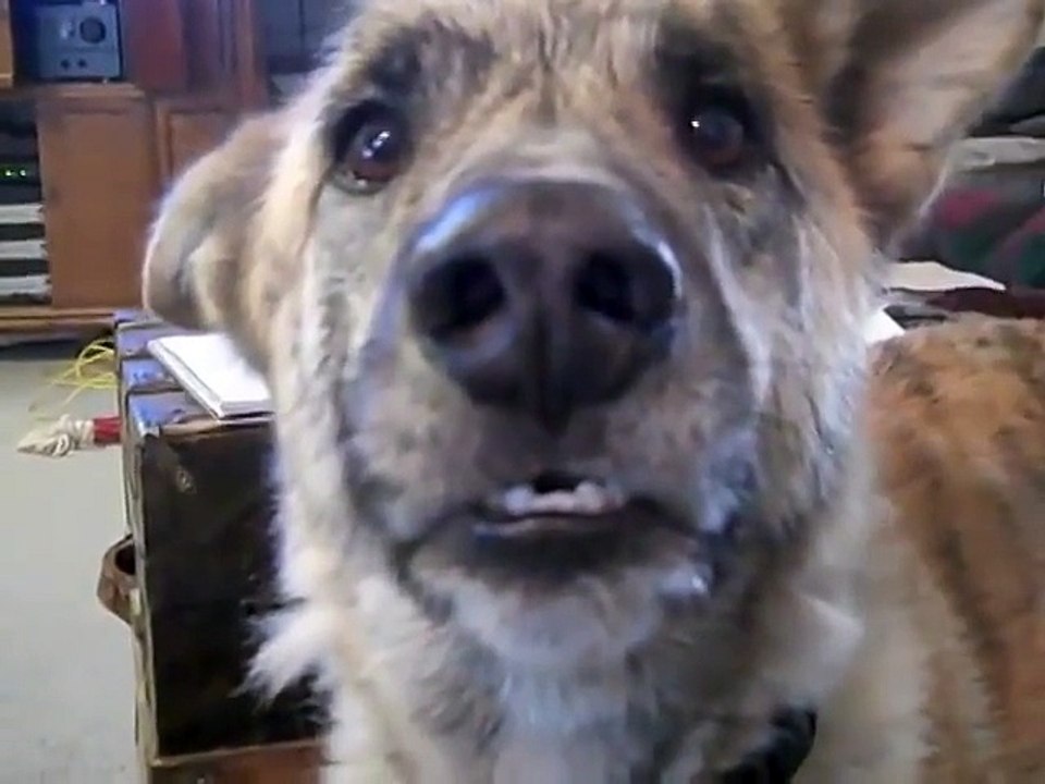 Ultimate Dog Tease