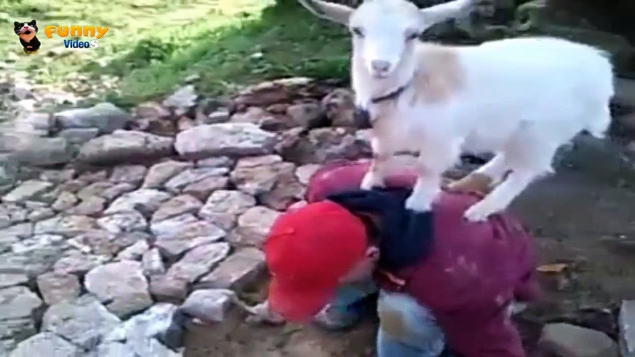 Crazy goats - 2014 ✔