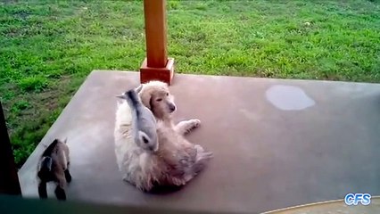 That Is Really Cool     Cute Baby Goats Compilation