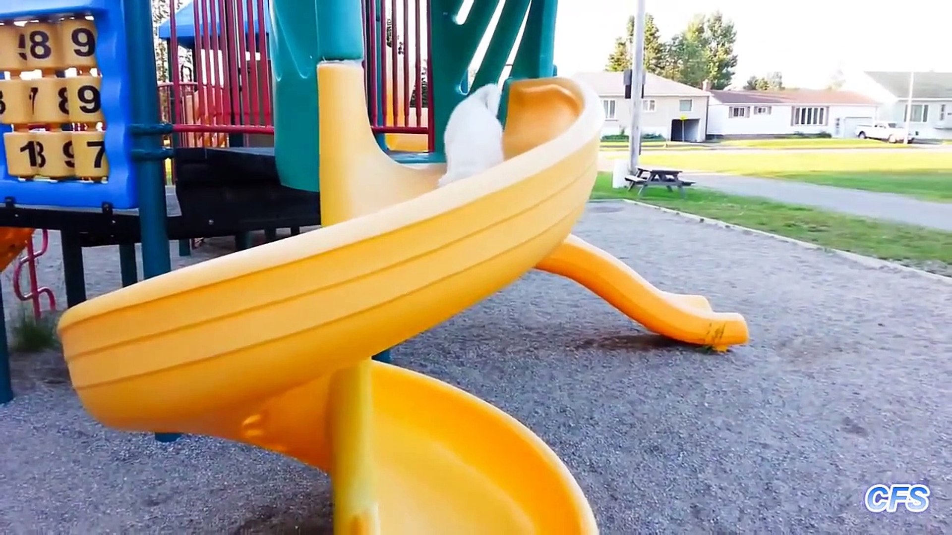 ⁣Puppy Are Awesome    Puppies on Slides