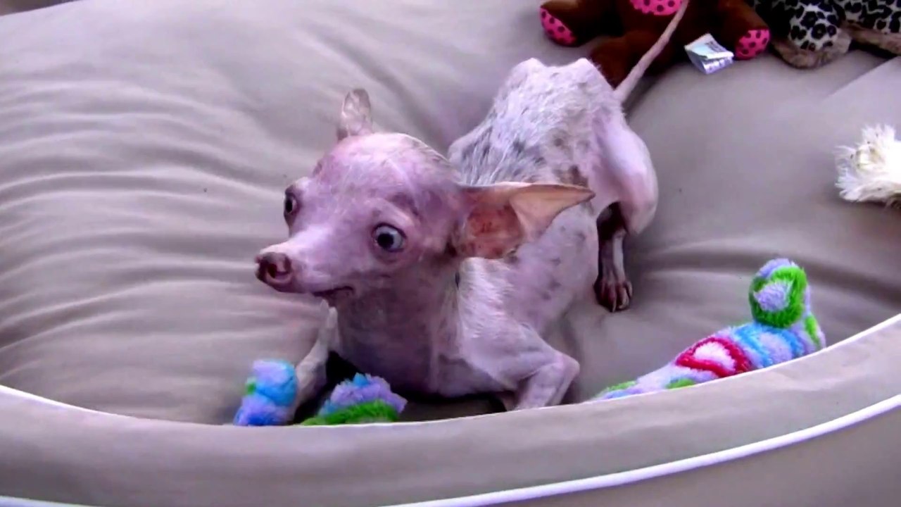 Un chien tellement moche! Chihuahua cauchemardesque...