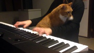 This Kitten Knows How To Win Her Owner's Attention From The Piano