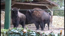 Mise en contact bisons