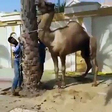 VID-20141213-WA0000.mp4