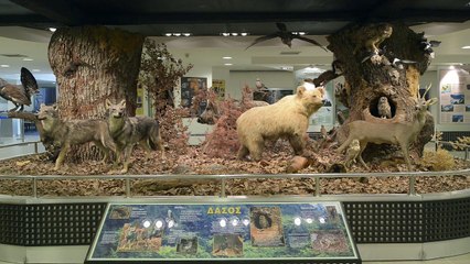 Museum of Natural History in Paranesti