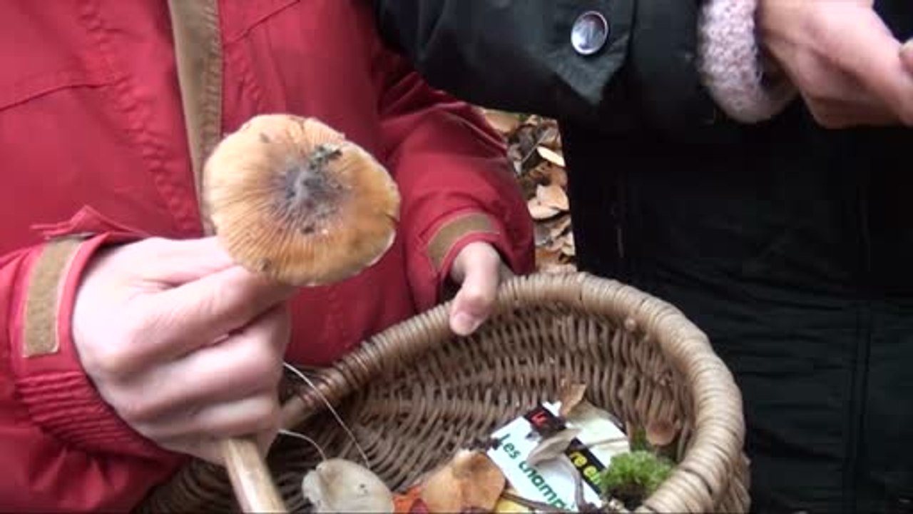 100% Sarthe et les Champignons de L'Arche de la Nature