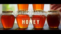DIY - Use Honey to Root your Plant Cuttings - Green Renaissance