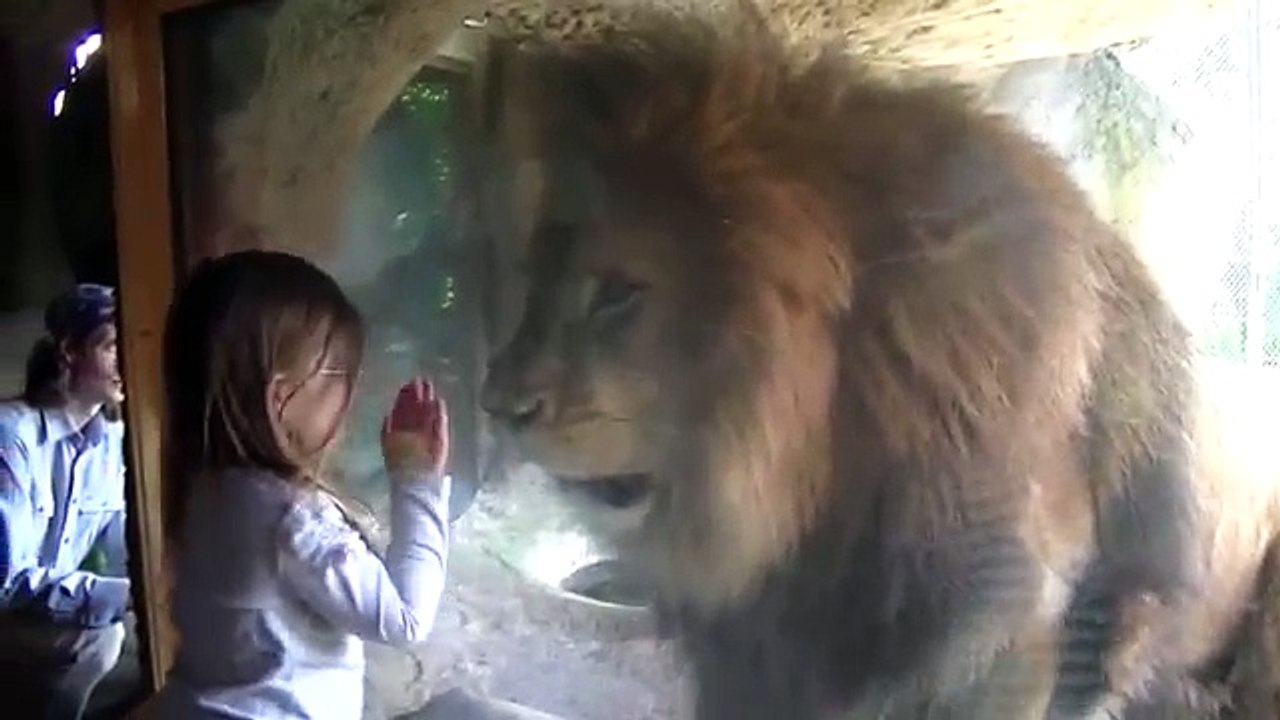 Sofia the Lion Tamer at Wellington Zoo, New Zealand