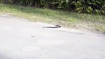 Shocking Video2015: Snake Committing Suicide
