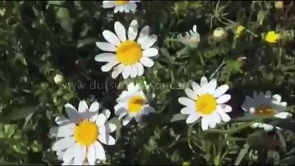 Kır papatyası toplarken Mustafa Hakan Şatıroğlu ya yakalandık