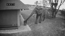 Elephant caught on CCTV cleaning up the trash