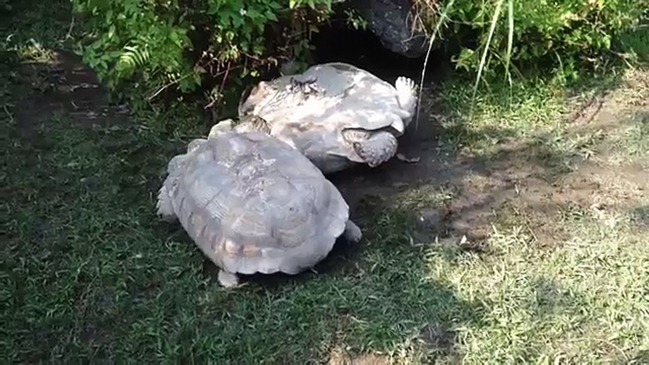 Une tortue sur le dos retournée par une autre tortue