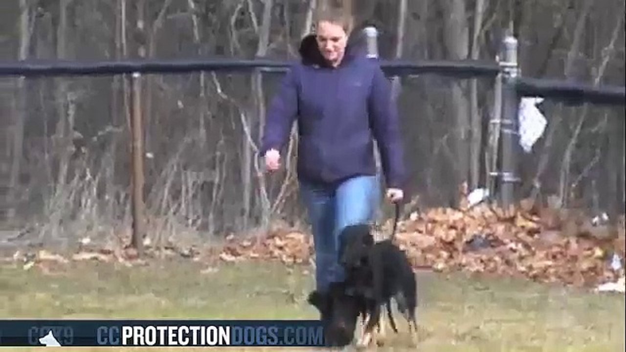 Ombra tracking with long line at 4 Month | ccprotectiondogs.com
