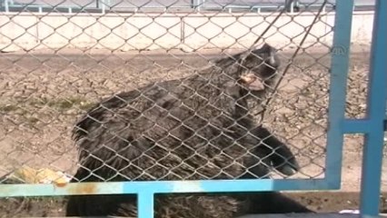 Tarsus'ta, Yaban Domuzu Ölü Halde Bulundu .