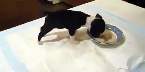 Un chiot trop mignon