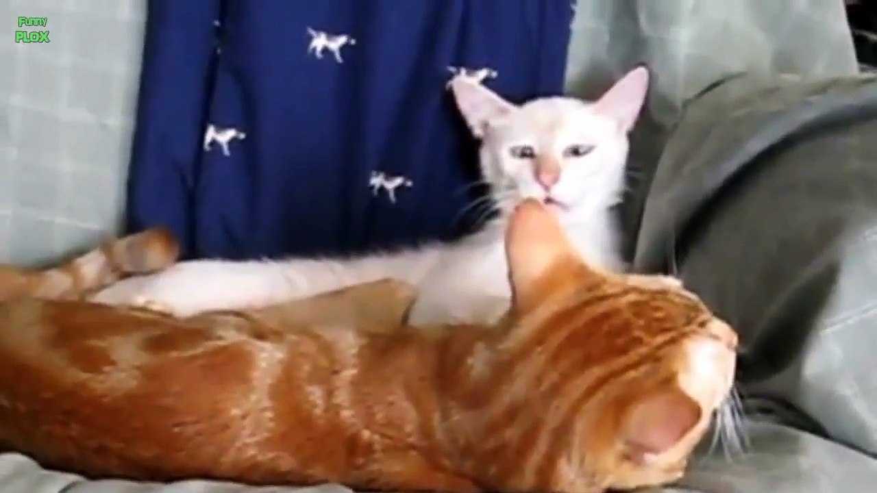 Compilation drôle de tête d'animaux
