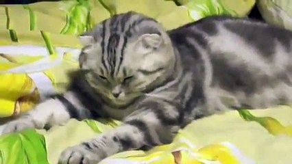 Compilation de drôle d'animaux