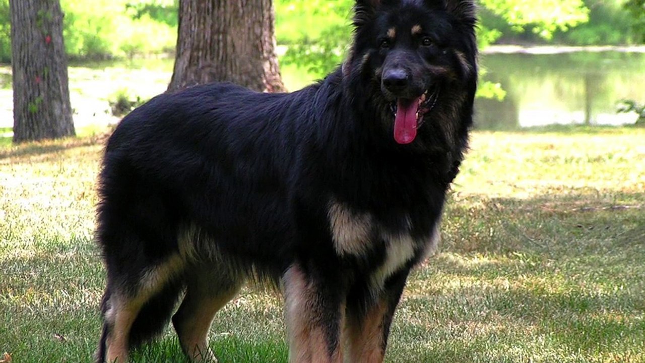 Images de Chiots Mignon | Téléchargez des images gratuites sur Unsplash, image size:1280x720