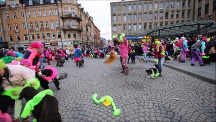 Hundflashmob utanför Musikhjälpens glasbur i Uppsala 13 december 2014