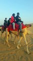 Camel desert safari Dubai- Arabian NIght Safari dubai