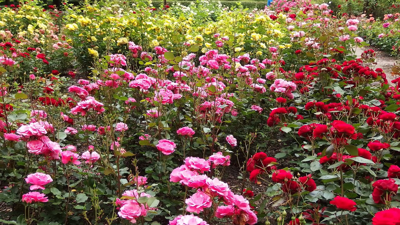 Die Flippers - Wiązanka Szlagierów - Mix 5