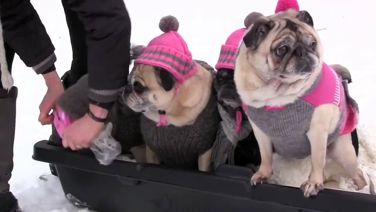 pug