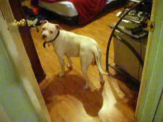 Un pitbull n'aime pas le bruit des pets