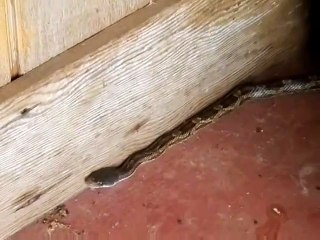 Home Inspector Dallas Finds Snake Inside the Bathroom