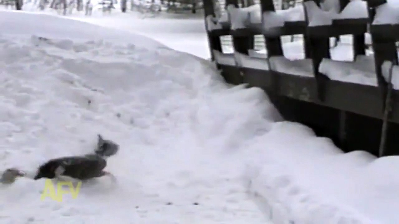 Christmas, dogs playing