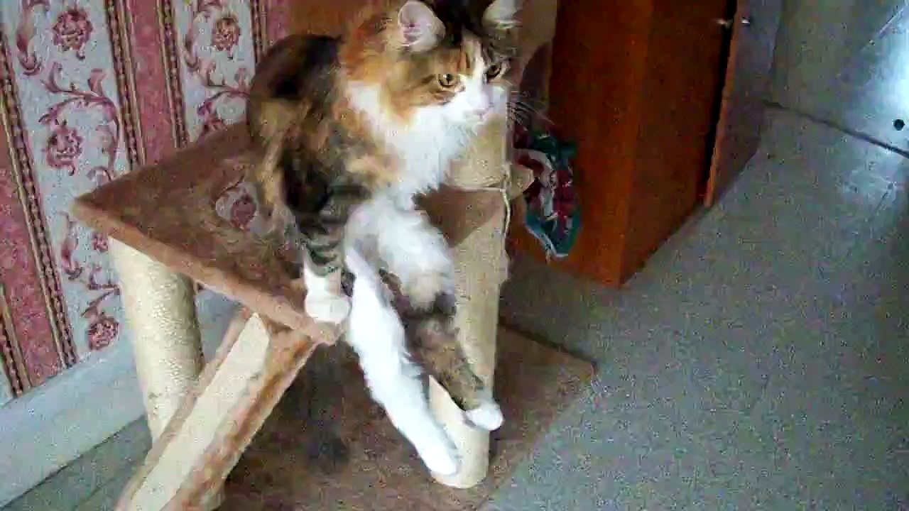 Un chat assis comme un ptit bonhomme ...