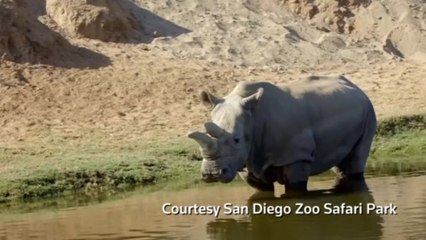 Rare white rhino dies, only five remain on earth