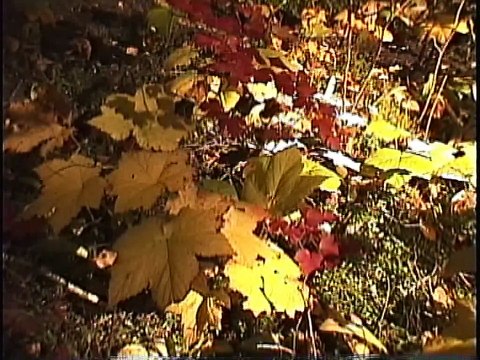 Bella Coola Natural History: Grizzly Bear, Barrow's Goldeneye, Great Gray Owl, Sharp-shinned Hawk