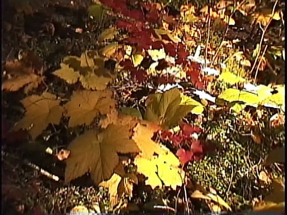 Bella Coola Natural History: Grizzly Bear, Barrow's Goldeneye, Great Gray Owl, Sharp-shinned Hawk
